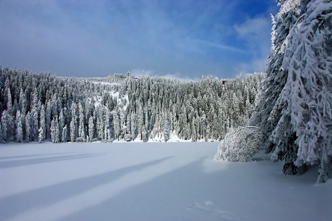 Winterberg Germany trees with snow